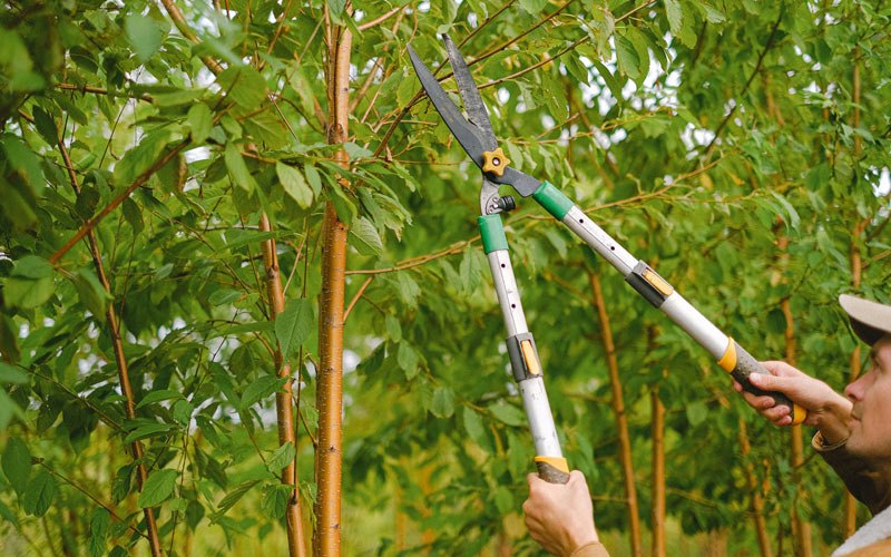 Tree trimming in Radiant, VA