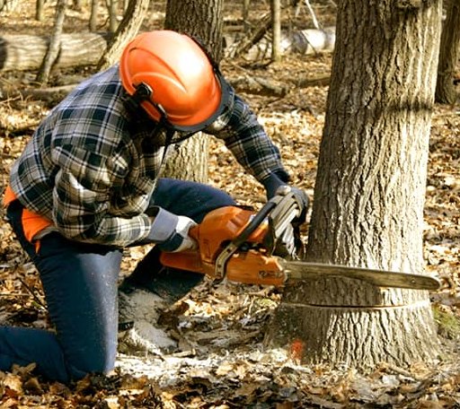 Tree Removal in Radiant, VA